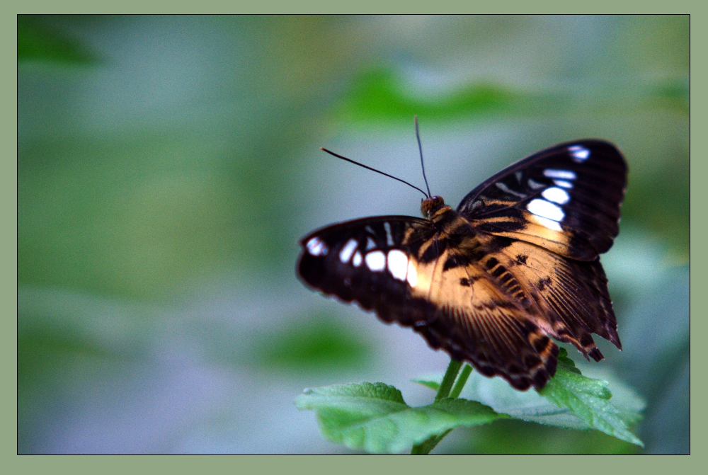 im Garten der Schmetterlinge in Sayn