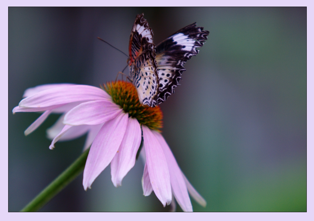 im Garten der Schmetterlinge in Sayn II