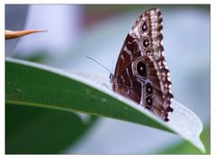 im Garten der Schmetterlinge in Sayn III