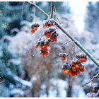 im Garten der Schneekönigin ....