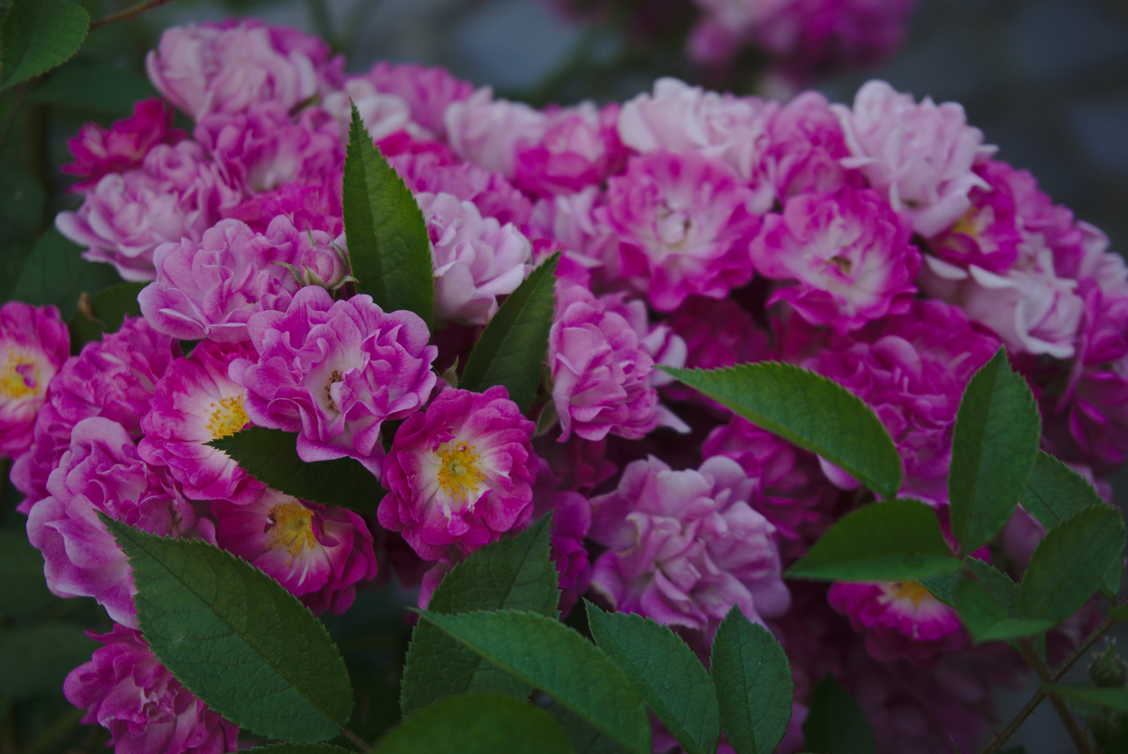 Im Garten der Schwiegeltern