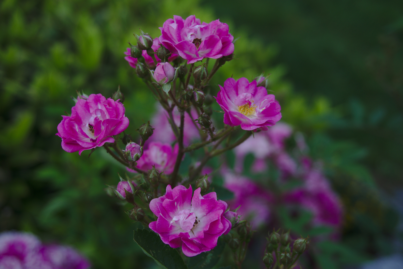 Im Garten der Schwiegereltern