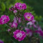 Im Garten der Schwiegereltern