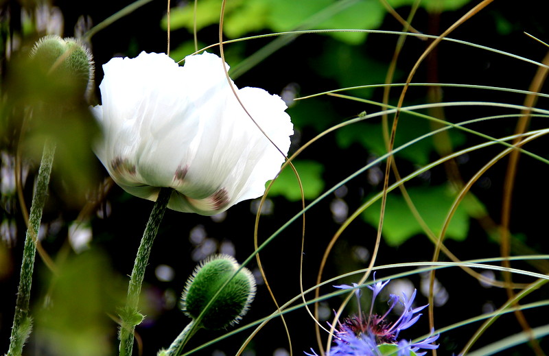 Im Garten der Schwiegermutter....