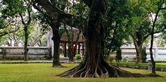 Im Garten des Literaturtempels von Hanoi