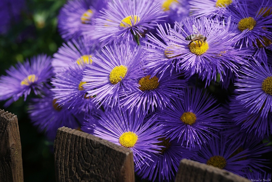 Im Garten des Nachbarn