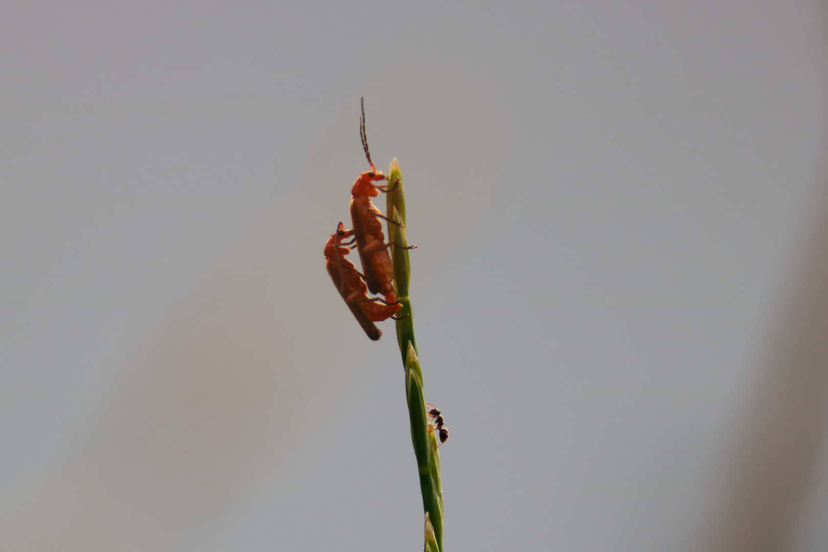 Im Garten. Die voyeuristische Ameise!