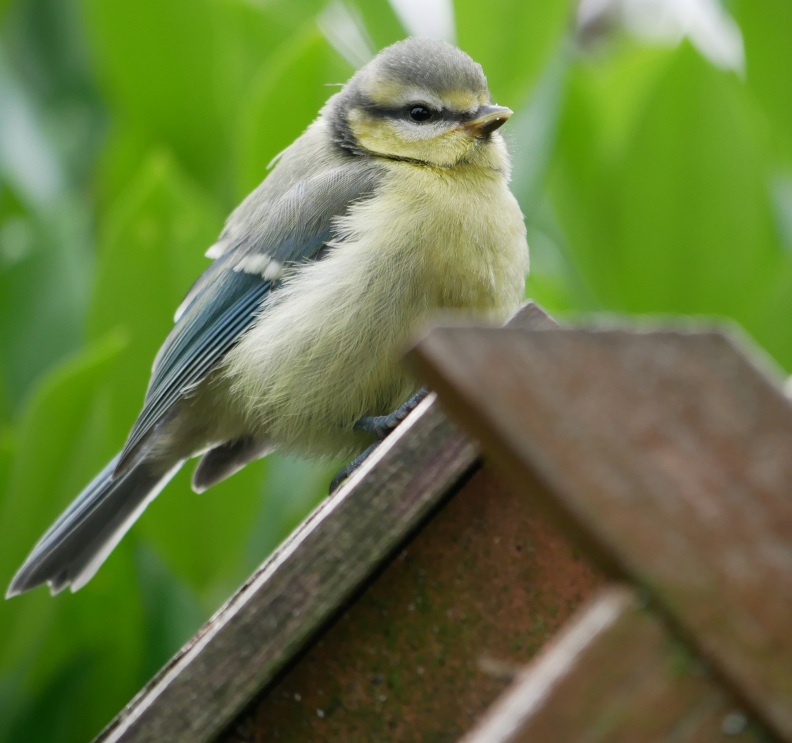 Im Garten 