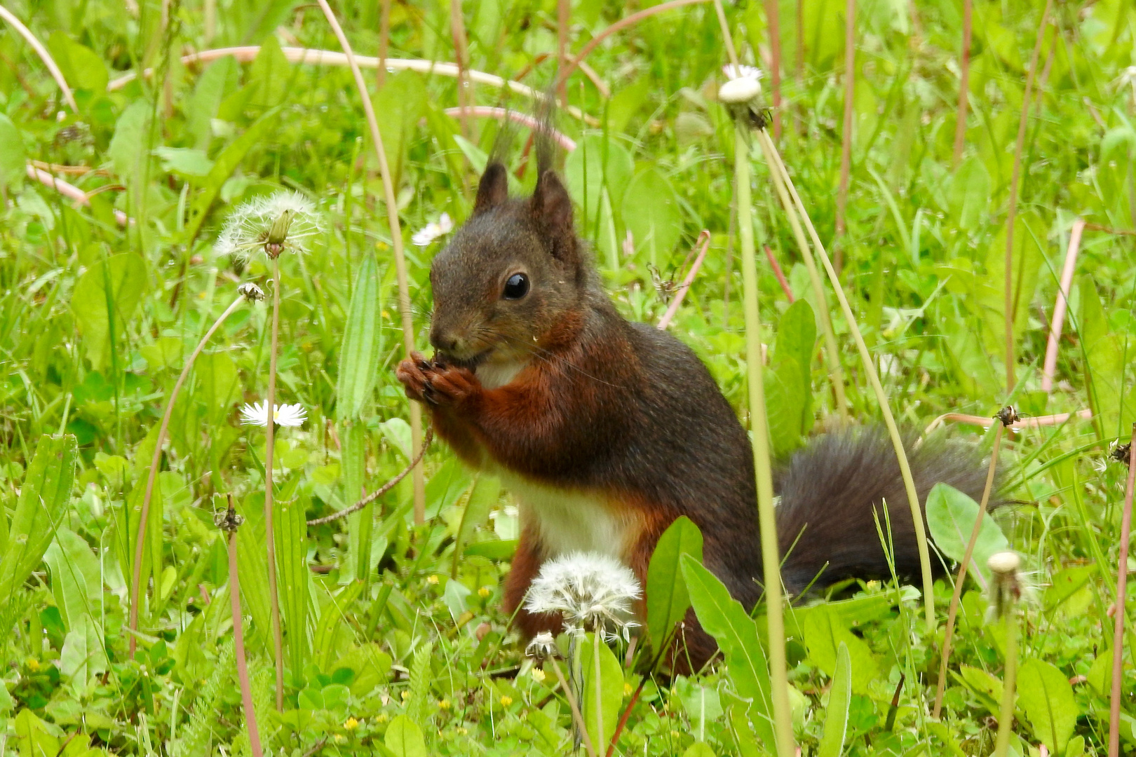 im Garten Foto & Bild eichhörnchen, mai, nager Bilder