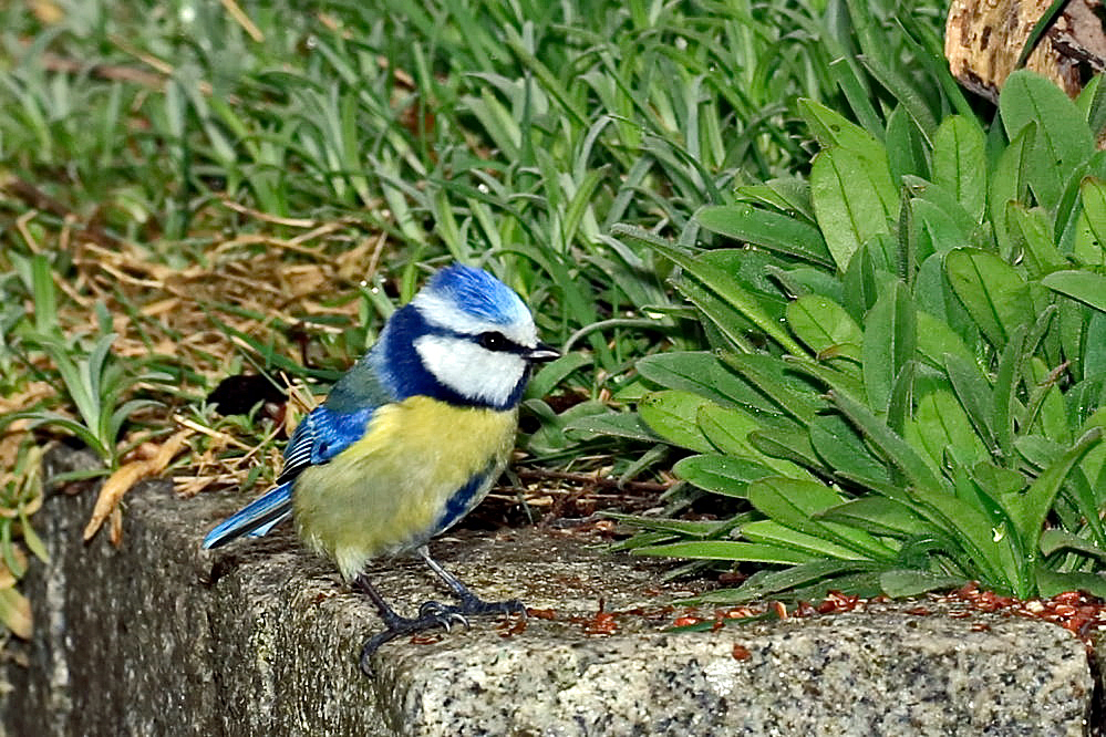 im Garten Foto & Bild vögel, fotos, frühling Bilder auf