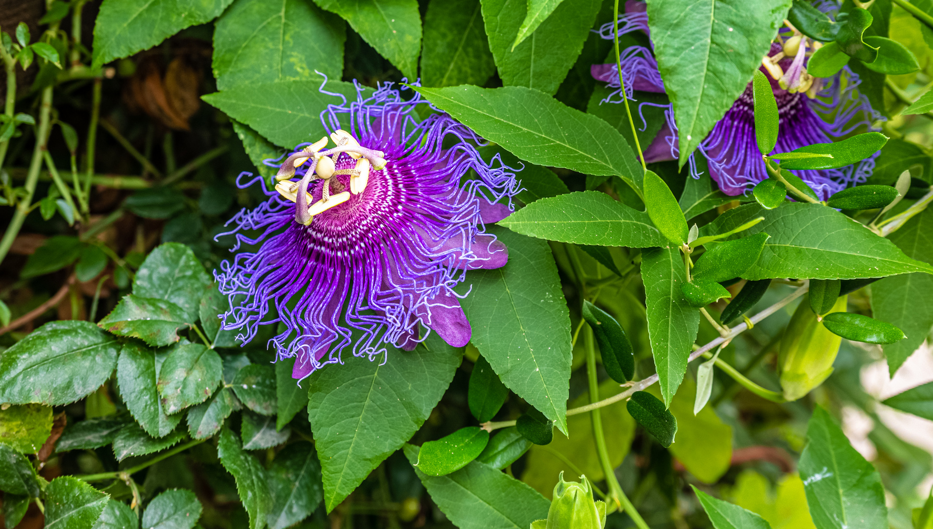 Im Garten Eden Foto & Bild sonstiges, natur, blumen Bilder auf