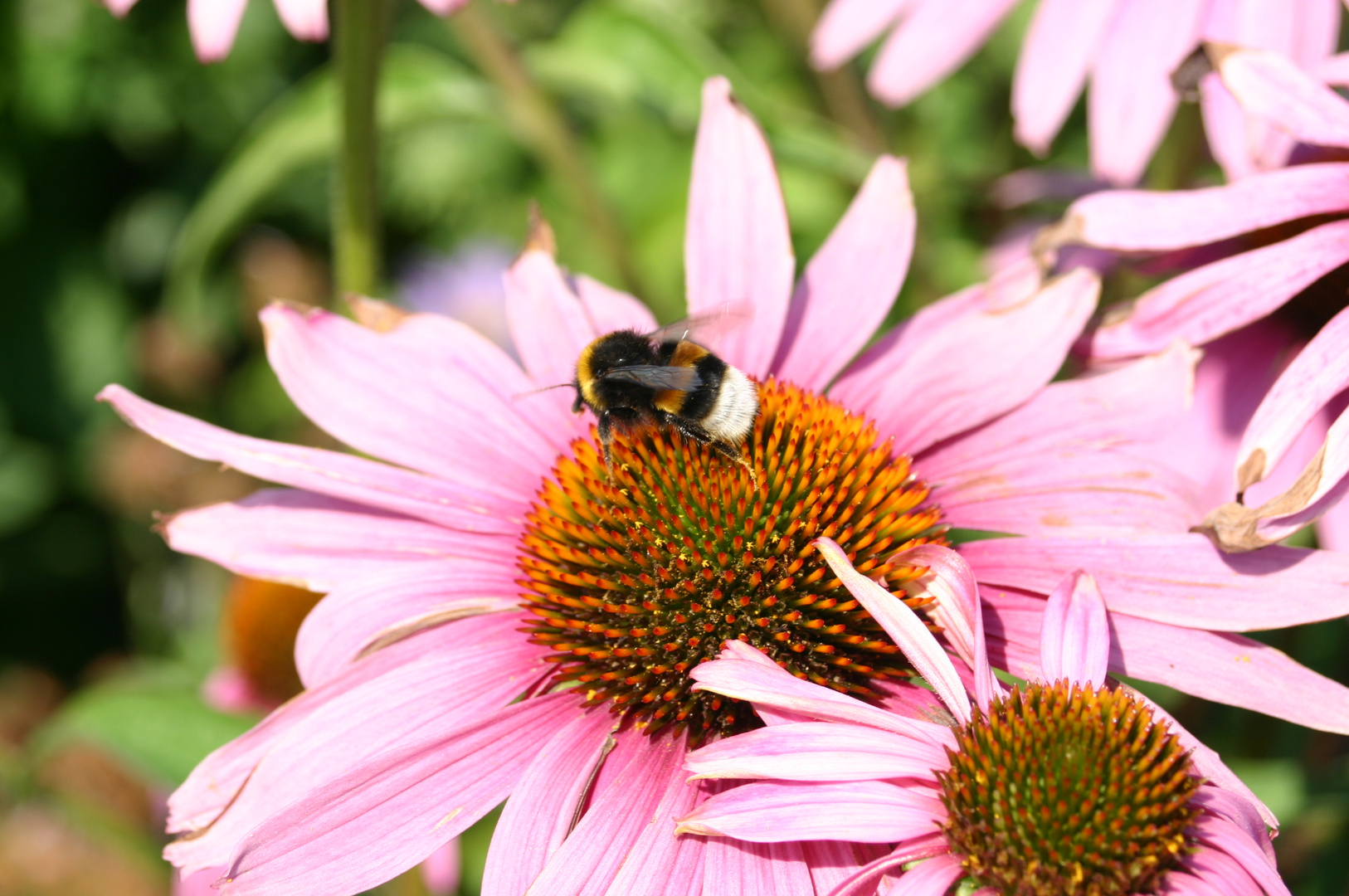 im Garten Eden Foto &amp; Bild makros, natur, landschaft