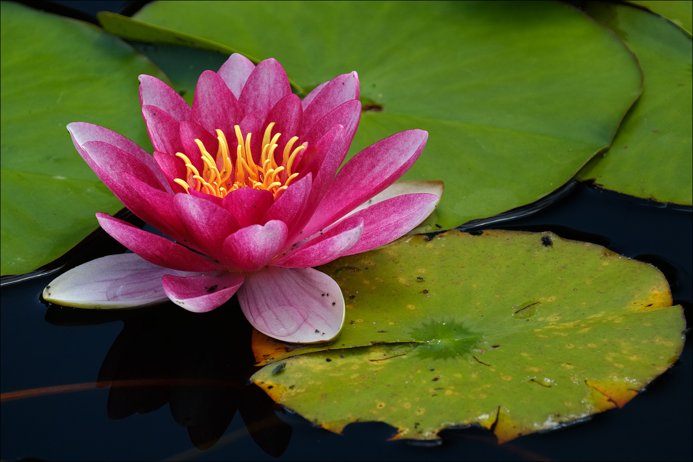 im Garten Eden Foto &amp; Bild wasser, teich, natur Bilder