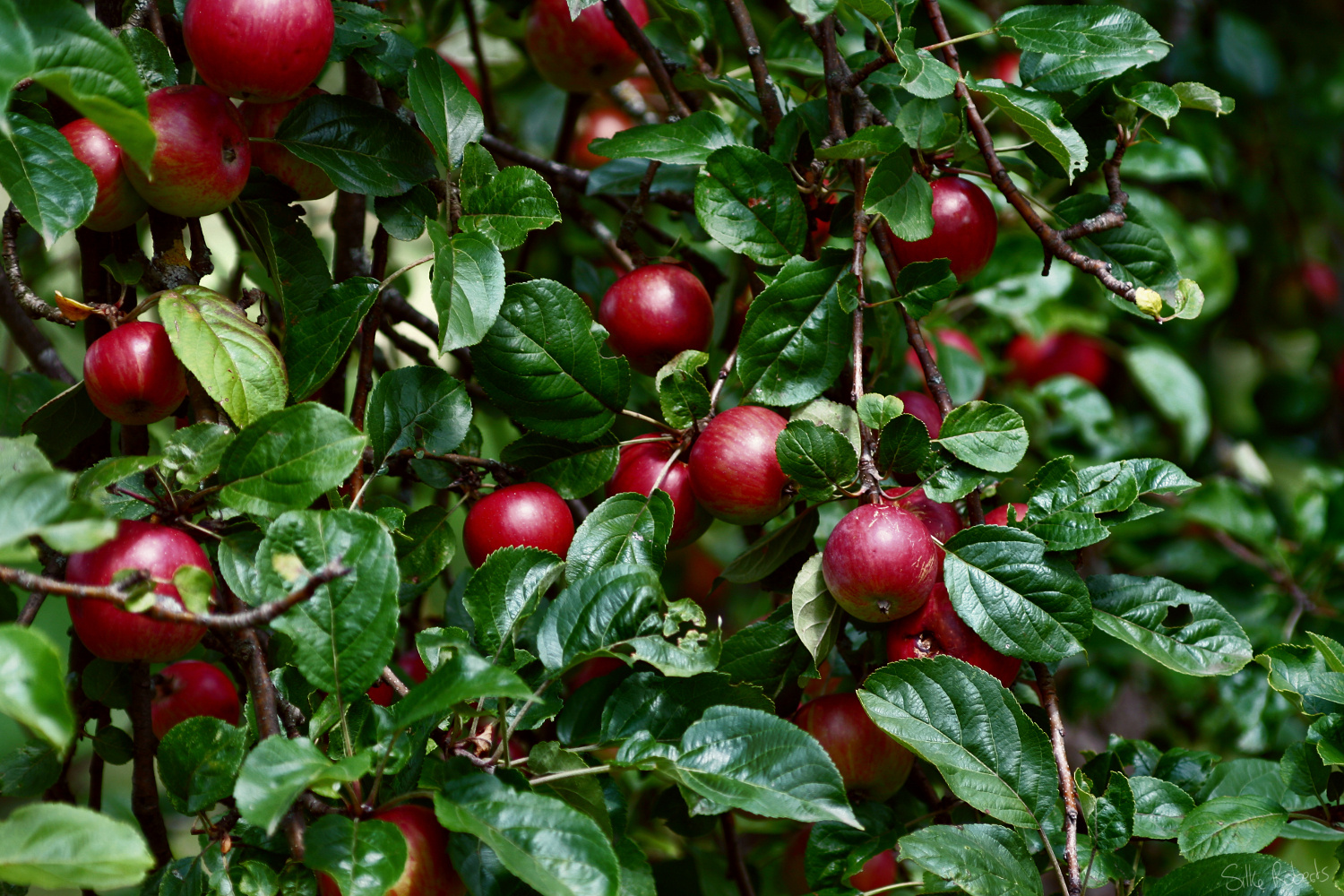 Im Garten Eden