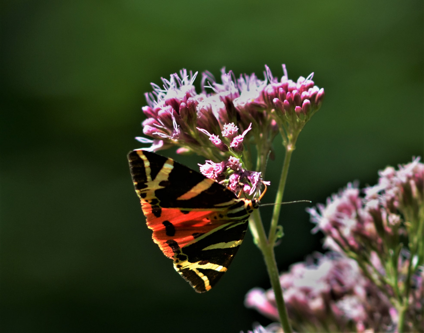 Im Garten eine Seltenheit....