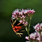 Im Garten eine Seltenheit....