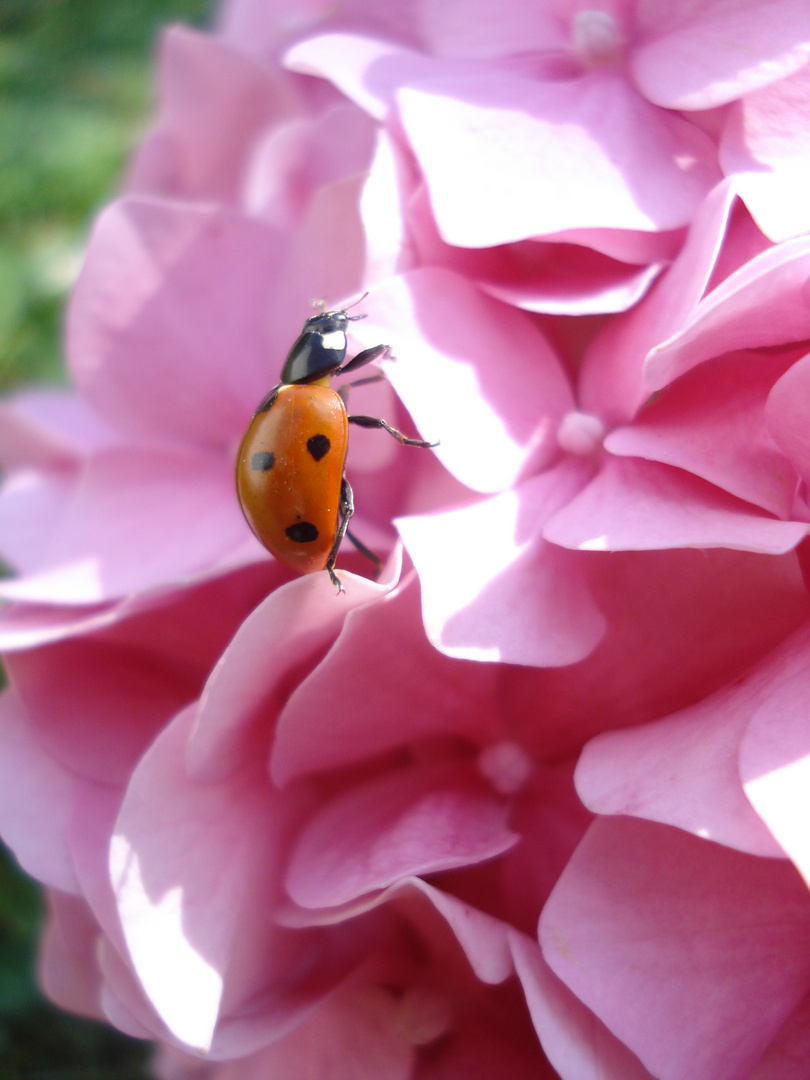 Im Garten entdeckt