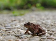 Im Garten entdeckt