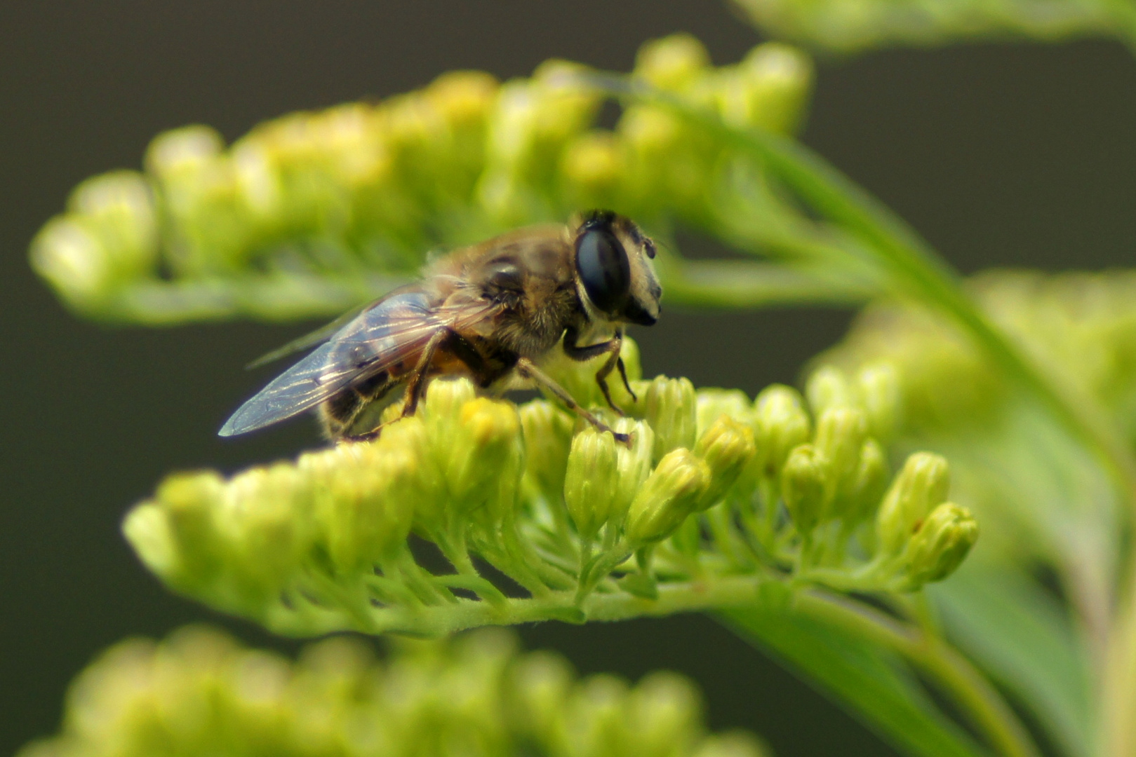 Im Garten entdeckt