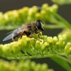 Im Garten entdeckt