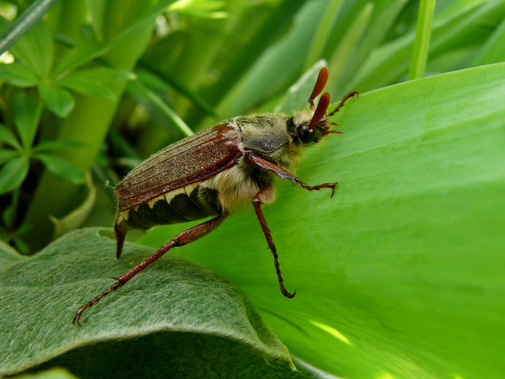 Im Garten entdeckt...