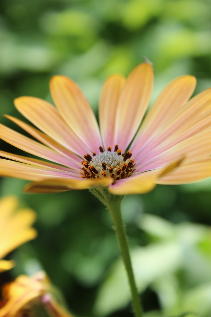 im Garten entdeckt