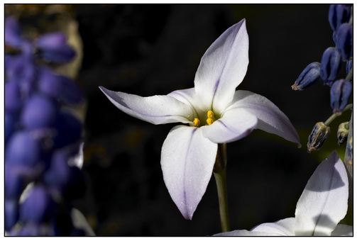 Im Garten entdeckt