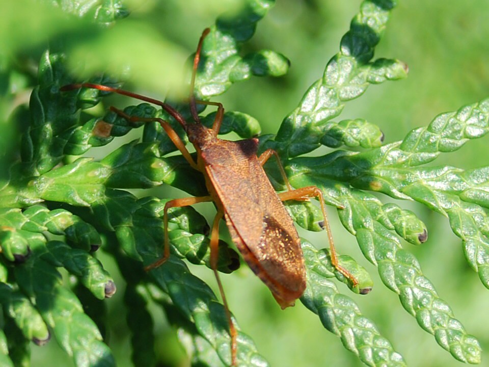 Im Garten entdeckt