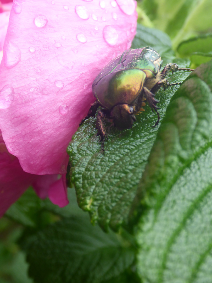 Im Garten entdeckt