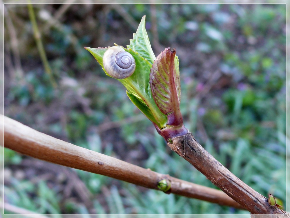 Im Garten entdeckt...