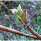 Im Garten entdeckt...