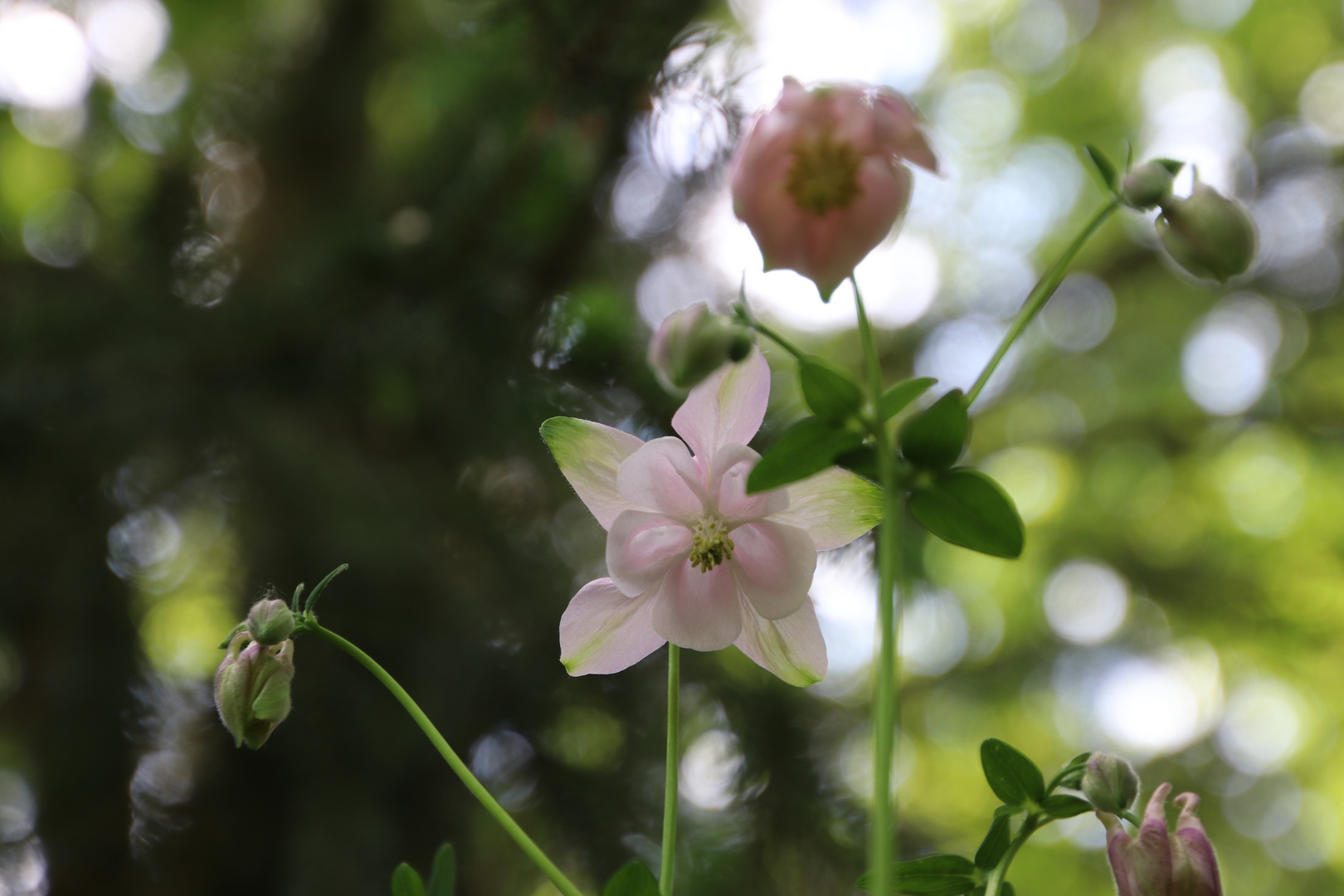 Im Garten entdeckt