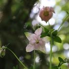 Im Garten entdeckt