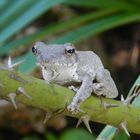 im Garten entdeckt, der Villa Baobab in Diani Beach Kenia