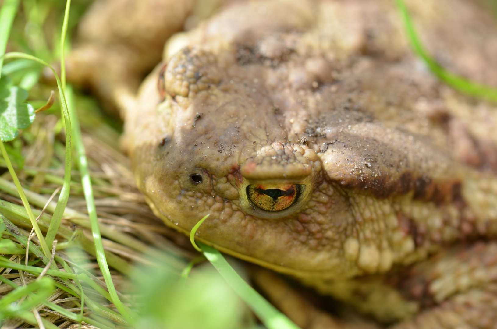 Im Garten entdeckt