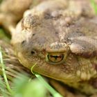 Im Garten entdeckt