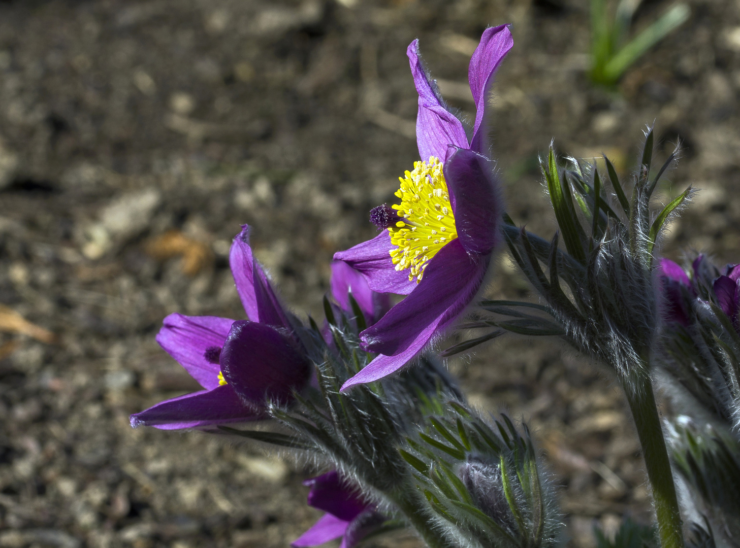 im Garten erblüht.....