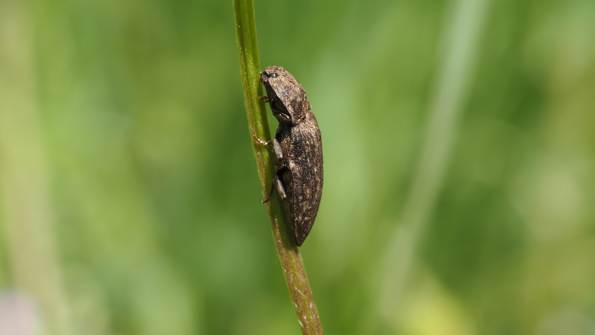 im Garten erwischt