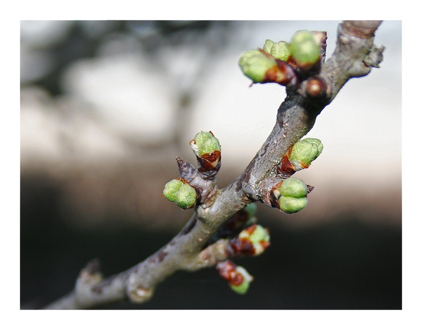 Im Garten...