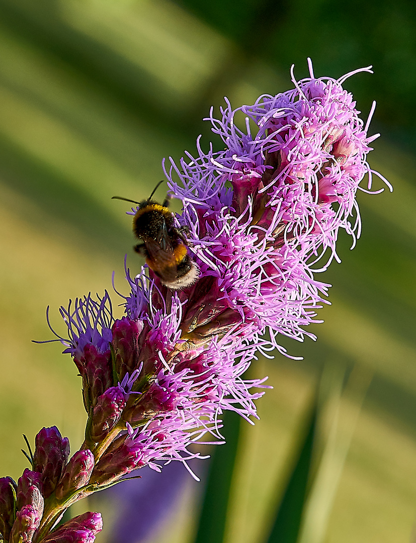 im garten