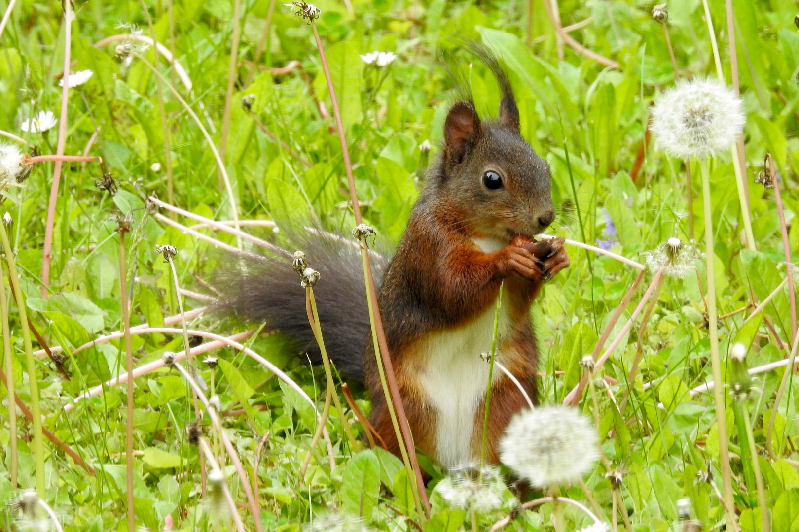 im Garten Foto & Bild eichhörnchen, mai, nager Bilder