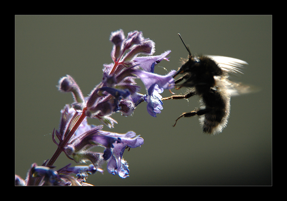 ...im garten...