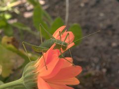 im Garten gesehen