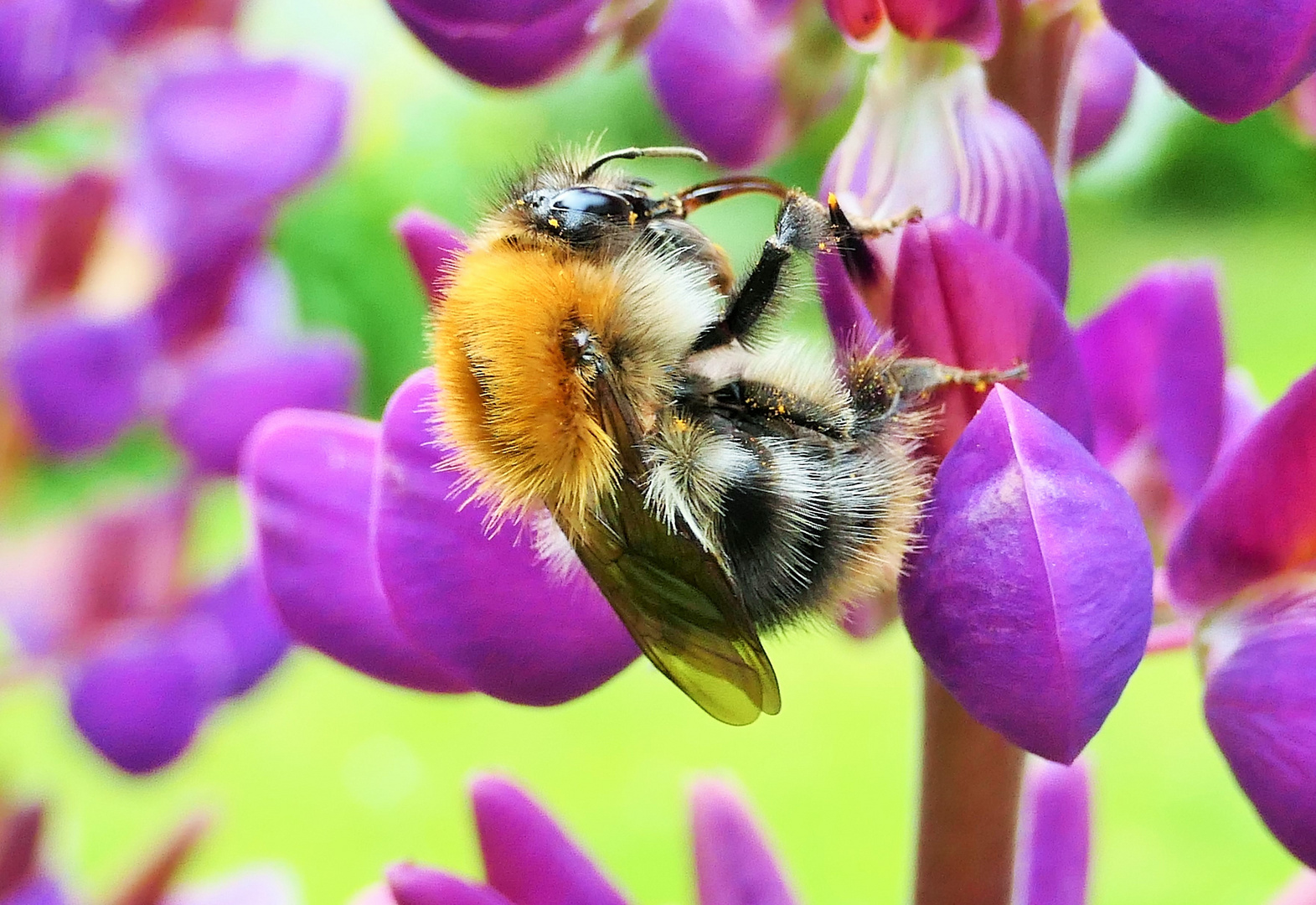 im Garten gesehen