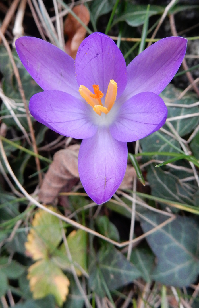 im garten gesichtet