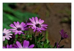 Im Garten gesichtet