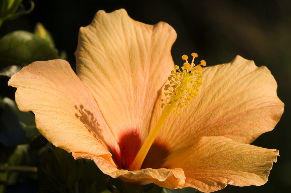 Im Garten - Hibiskusblüte im Licht der letzten Sonnenstrahlen 3