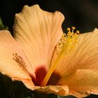 Im Garten - Hibiskusblüte im Licht der letzten Sonnenstrahlen 3