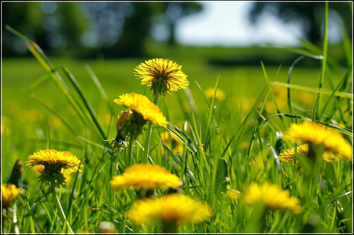 Im Garten hinterm Haus