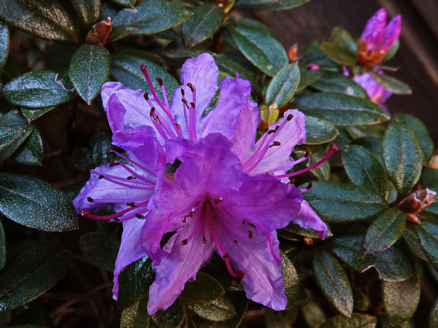 im Garten ich sehe, die erste Azalee